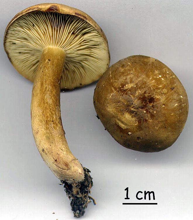 Lactarius romagnesii